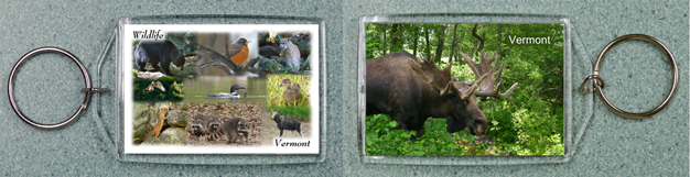 Vermont Wildlife Collage 3 and Bull Moose